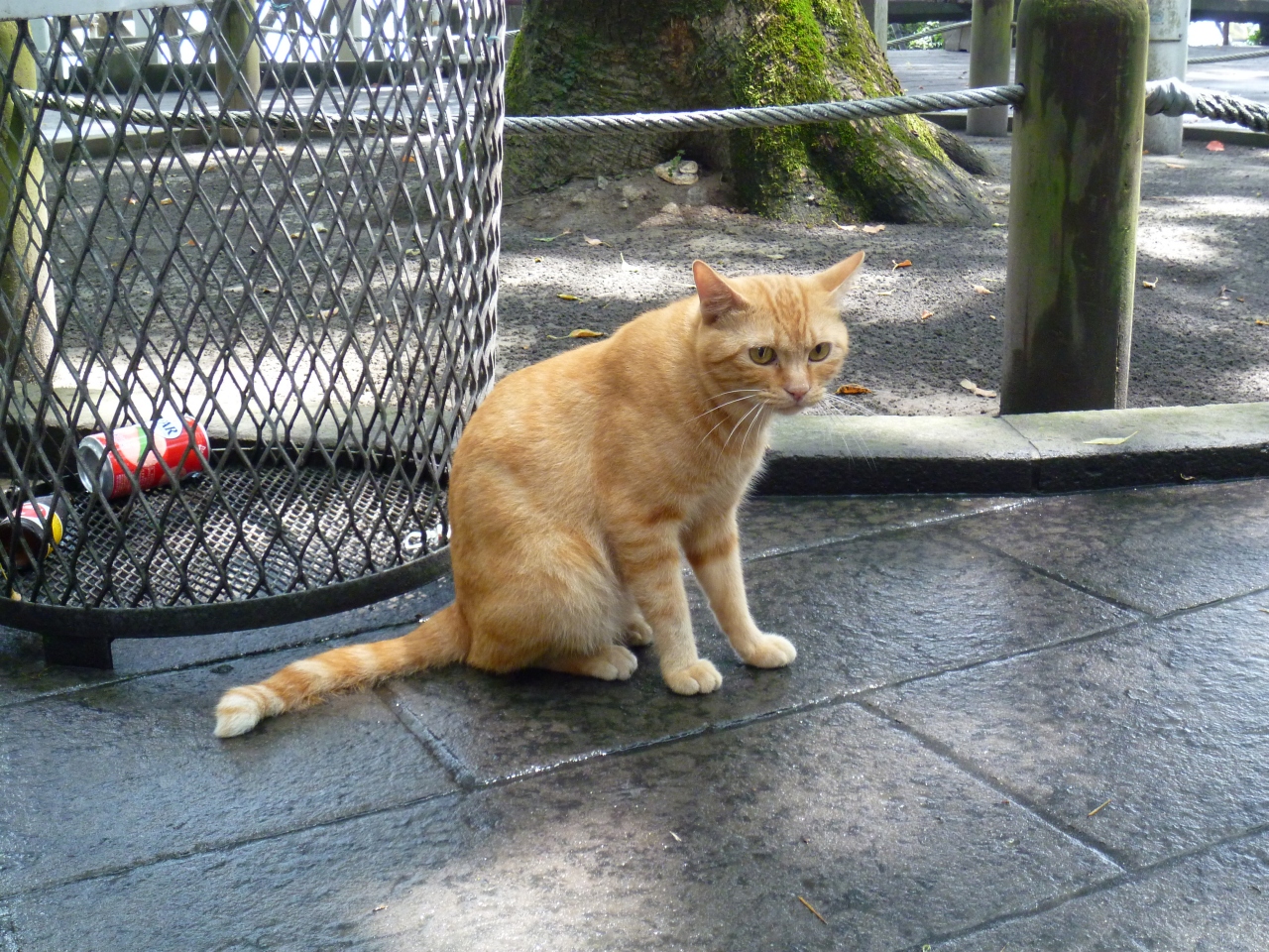 わたし的 鹿児島感傷旅行 2日目 向田邦子さんの足跡をたどって 鹿児島市 鹿児島県 の旅行記 ブログ By Cotton Candyさん フォートラベル