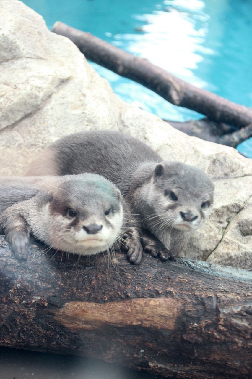 サンシャイン水族館で鳥や動物に会おう 後編 本日の課題はコツメカワウソ 愛らしいミナミコアリクイに ショウジョウトキとアルマジロには大笑い 池袋 東京 の旅行記 ブログ By まみさん フォートラベル