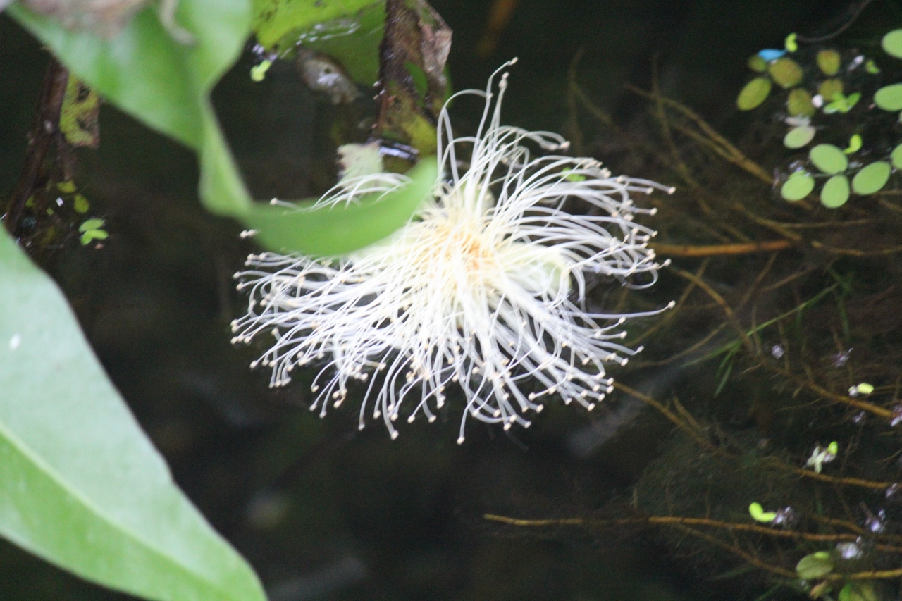 サガリバナを求めて 咲くやこの花館 鶴見 城東 大阪 の旅行記 ブログ By ターちゃんさん フォートラベル サガリバナを求めて 咲くやこの花館 鶴見 城東 大阪 の旅行記 ブログ By ターちゃんさん フォートラベル