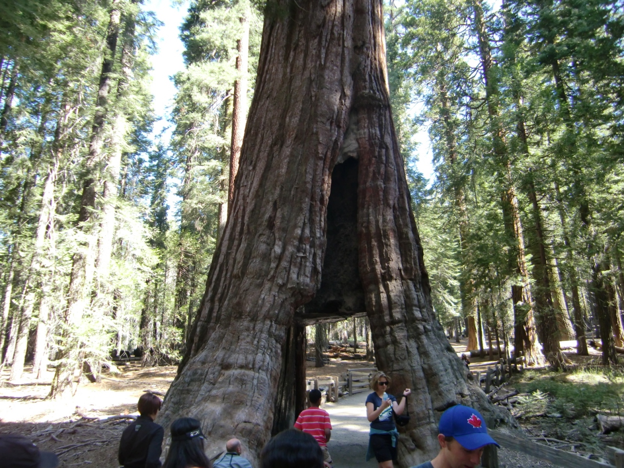 13夏 カリフォルニア ドライブ02 ヨセミテ国立公園 マリポサグローブ ヨセミテ国立公園周辺 アメリカ の旅行記 ブログ By はんけんさん フォートラベル 13夏 カリフォルニア ドライブ02 ヨセミテ国立公園 マリポサグローブ ヨセミテ国立公園周辺 アメリカ の旅行記 ブログ By はんけんさん フォートラベル