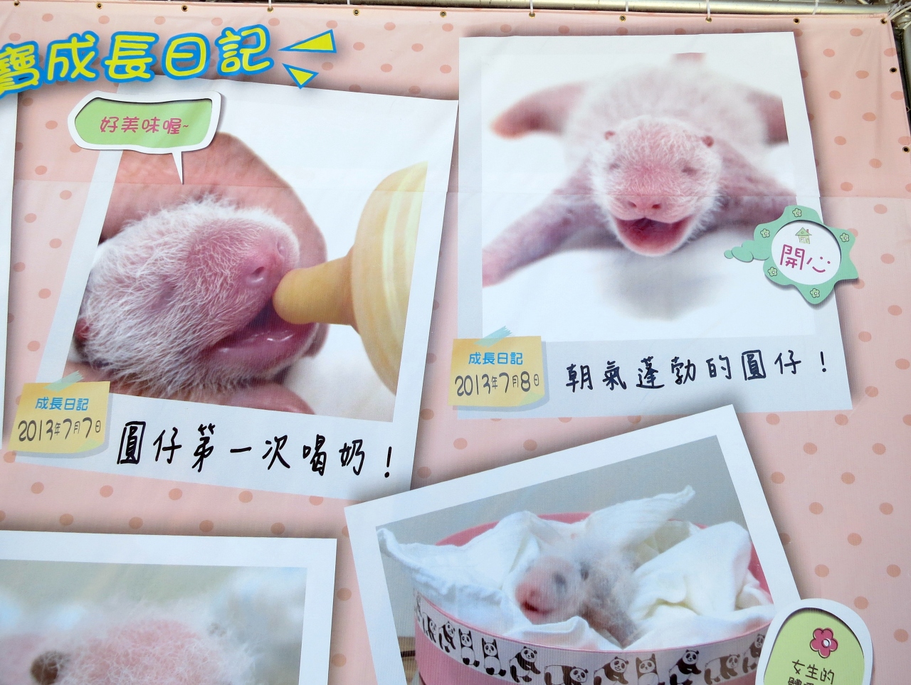 香港 マカオ 台北 成都 雅安のパンダさんを訪ねて 台北編 台北 台湾 の旅行記 ブログ By とどちゃんさん フォートラベル
