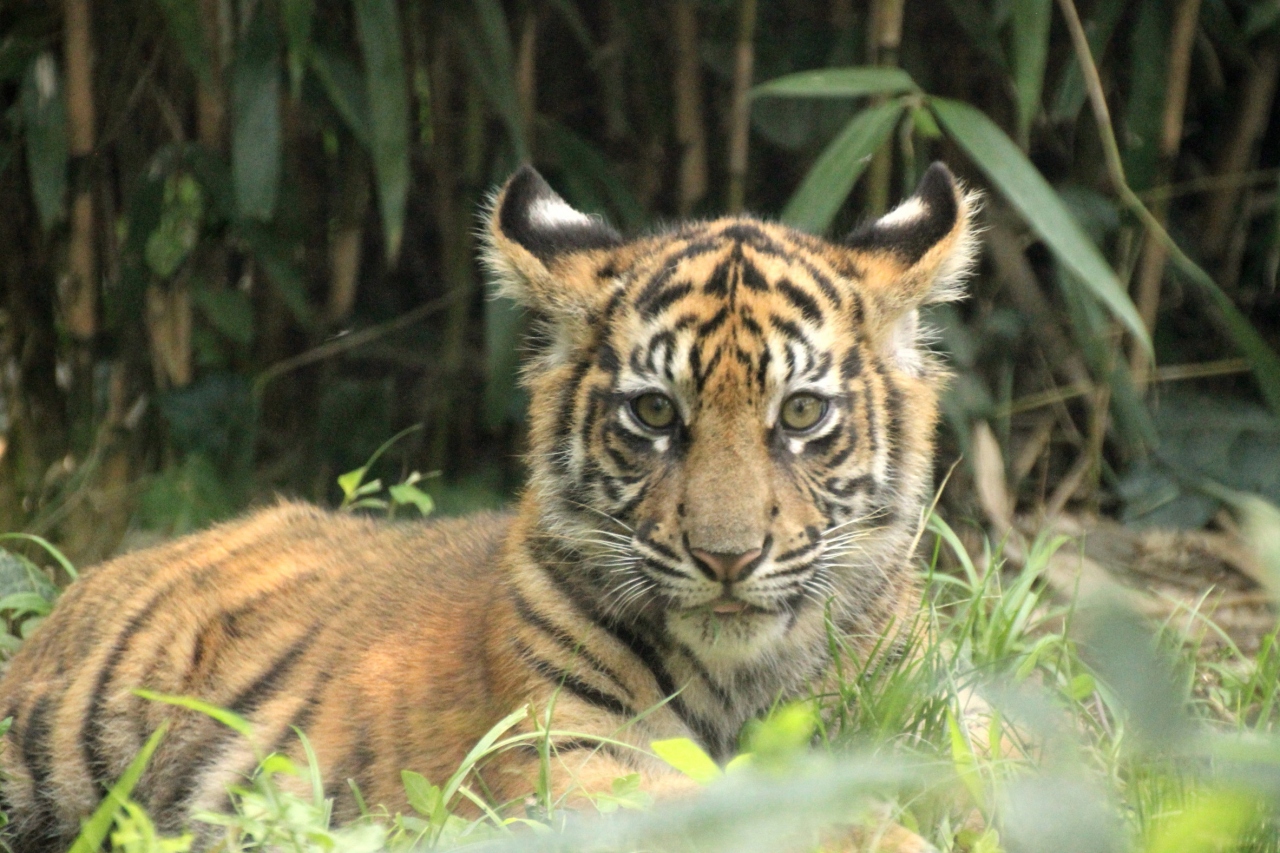 東北新幹線に乗って２度目の仙台 八木山動物公園 レンズの不調に泣きながら 2 スマトラトラのバユ母さんと子供たち 仙台 宮城県 の旅行記 ブログ By まみさん フォートラベル