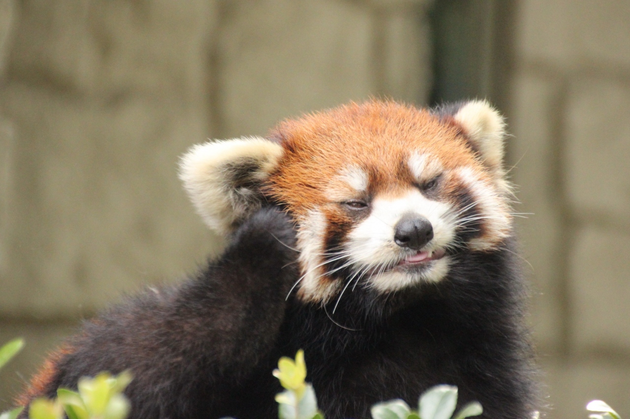 東北新幹線に乗って２度目の仙台 八木山動物公園 レンズの不調に泣きながら 3 レッサーパンダ編その１ 正当派美パンダのリクくん ニヒルなキュートボーイのコンタくん ぽっちゃりアイシャドー女子のシュララちゃん 仙台 宮城県 の旅行記 ブログ By まみさん