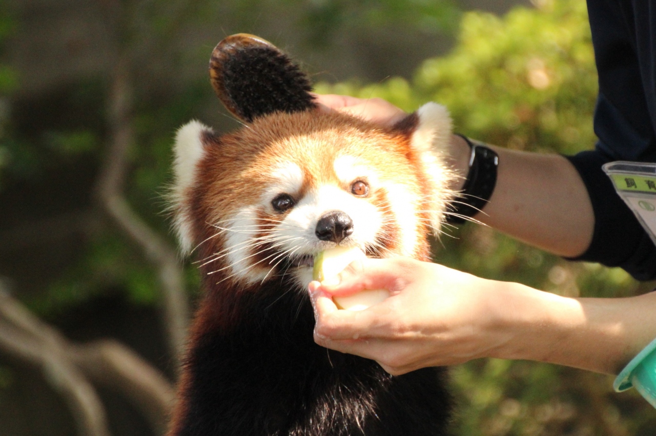 東北新幹線に乗って２度目の仙台 八木山動物公園 レンズの不調に泣きながら 4 レッサーパンダ編その２ ブラッシングも爪切りもokな 子犬みたいなティエンくん みちがえるように可愛くなったクルミちゃん 仙台 宮城県 の旅行記 ブログ By まみさん フォートラベル