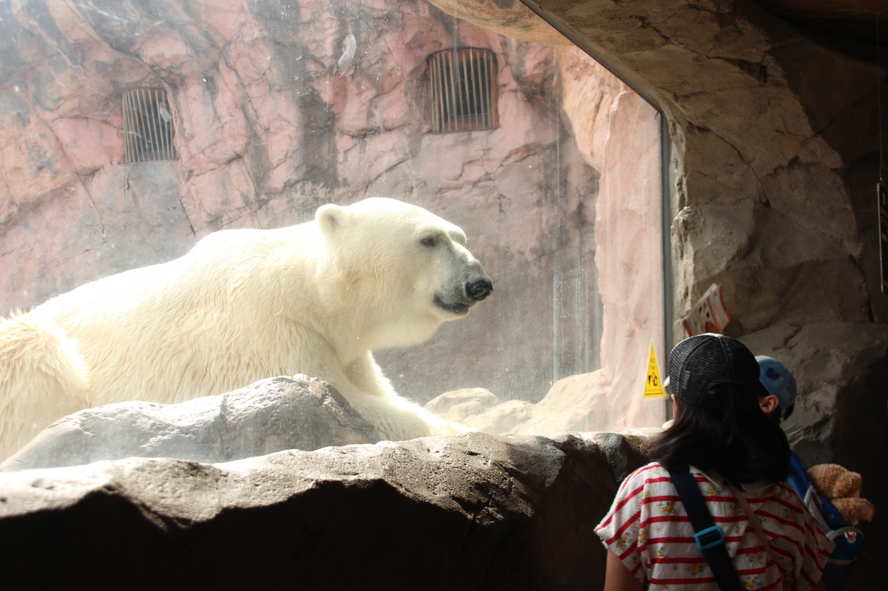 東北新幹線に乗って2度目の仙台 八木山動物公園 レンズの不調に泣きながら 5 その他の動物たちと園内の花 人に興味津々な ホッキョクグマのカイ くんから ワニとカメが同居するは虫類館まで 仙台 宮城県 の旅行記 ブログ By まみさん フォートラベル 東北新幹線に乗って2度目の仙台 八木山動物公園 レンズの不調に泣きながら 5 その他の動物たちと園内の花 人に興味津々な ホッキョクグマのカイ くんから ワニとカメが同居するは虫類館まで 仙台 宮城県 の旅行記 ブログ By まみさん フォートラベル