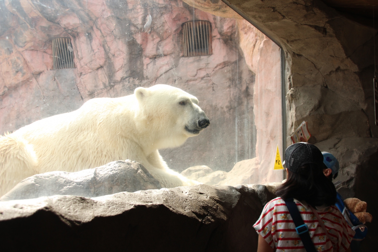 東北新幹線に乗って２度目の仙台 八木山動物公園 レンズの不調に泣きながら 5 その他の動物たちと園内の花 人に興味津々な ホッキョクグマのカイ くんから ワニとカメが同居するは虫類館まで 仙台 宮城県 の旅行記 ブログ By まみさん フォートラベル