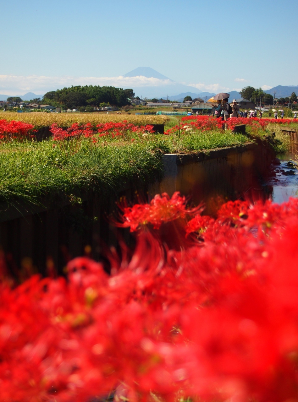 祝 世界遺産 富士山のレッドカーペット 小出川彼岸花 13 茅ヶ崎 神奈川県 の旅行記 ブログ By Momotaさん フォートラベル 祝 世界遺産 富士山のレッドカーペット 小出川彼岸花 13 茅ヶ崎 神奈川県 の旅行記 ブログ By Momotaさん フォートラベル