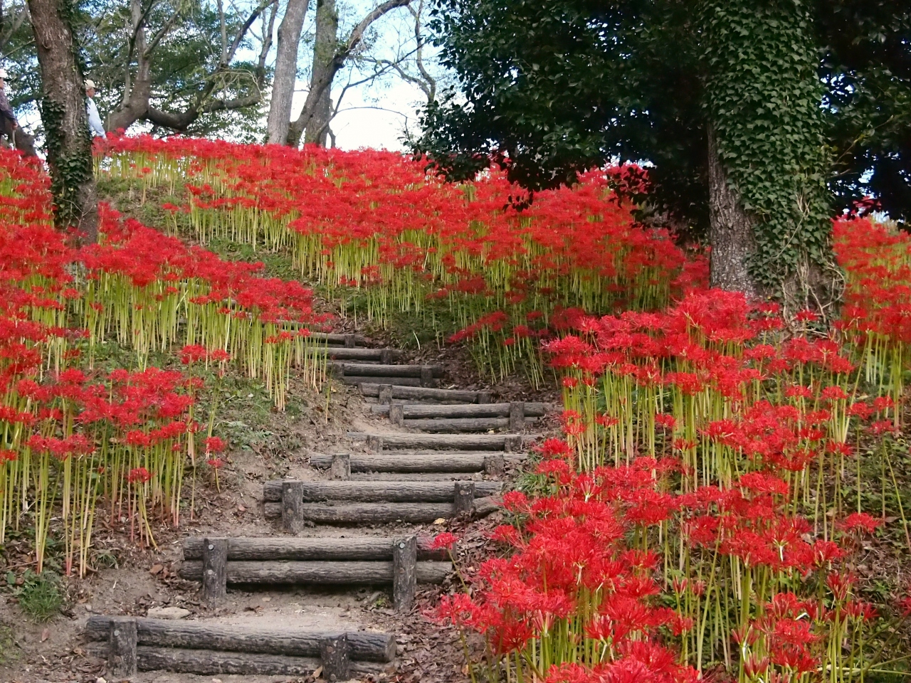 真っ赤に染まる 曼珠沙華の丘 大崎市 羽黒山公園 古川 大崎 加美 宮城県 の旅行記 ブログ By こあひるさん フォートラベル