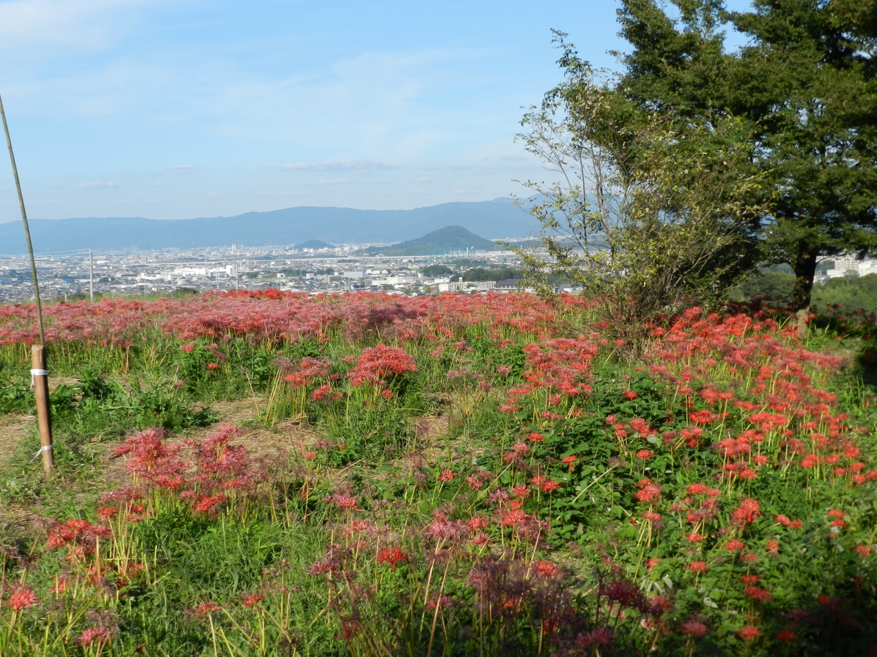 一言主神社 九品寺 で彼岸花散策 奈良県御所市 御所 葛城 奈良県 の旅行記 ブログ By Joecoolさん フォートラベル