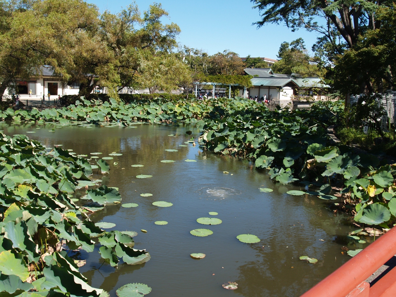 鎌倉鶴岡八幡宮源氏池の蓮 鎌倉 神奈川県 の旅行記 ブログ By ドクターキムルさん フォートラベル