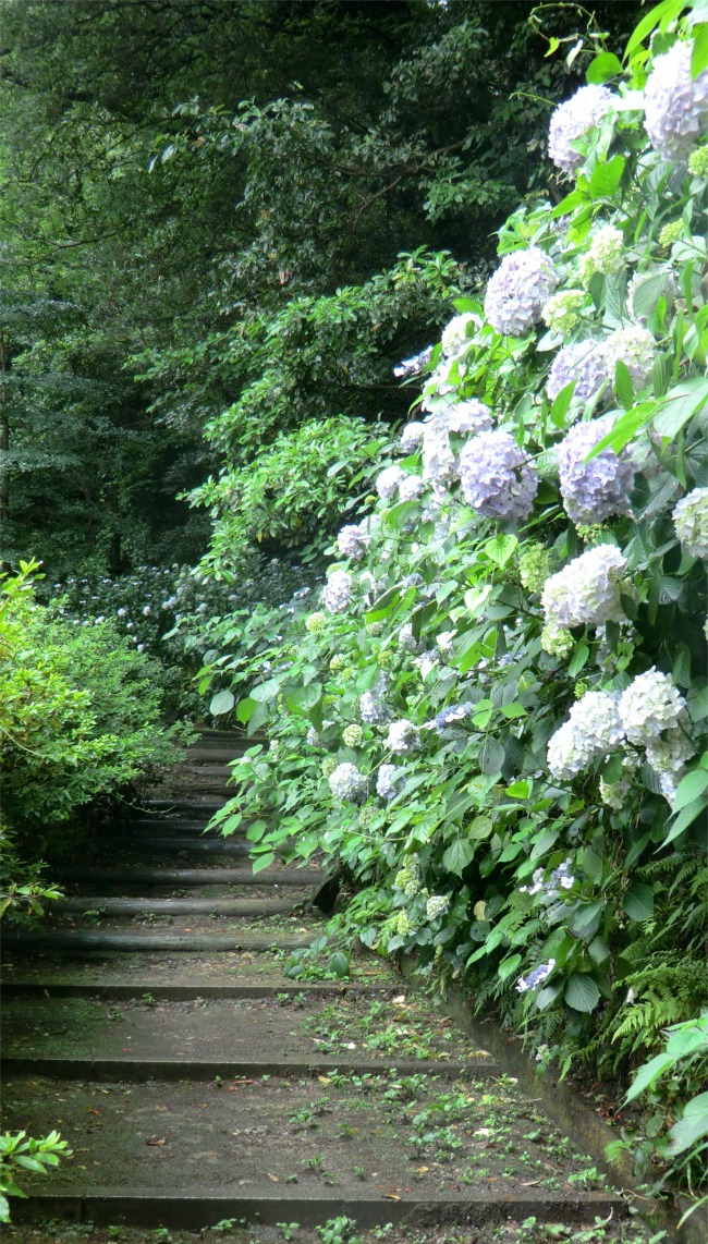 あじさいの鎌倉1 早めのランチと安国論寺 鎌倉 神奈川県 の旅行記 ブログ By まりも母さん フォートラベル
