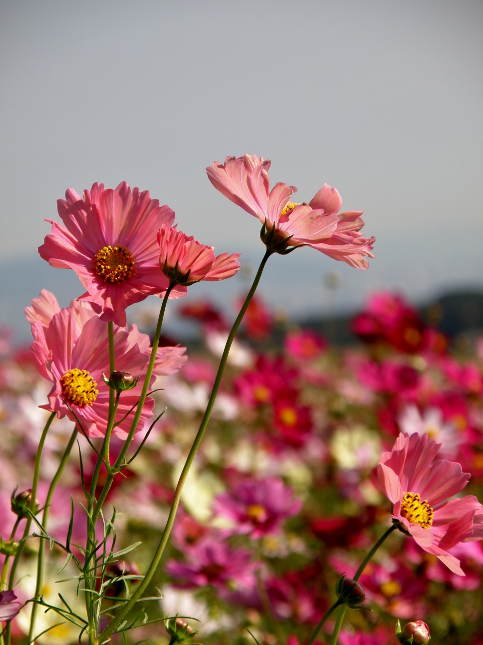 淡路コスモス紀行 あわじ花さじきのコスモス 淡路島 兵庫県 の旅行記 ブログ By Ohchanさん フォートラベル