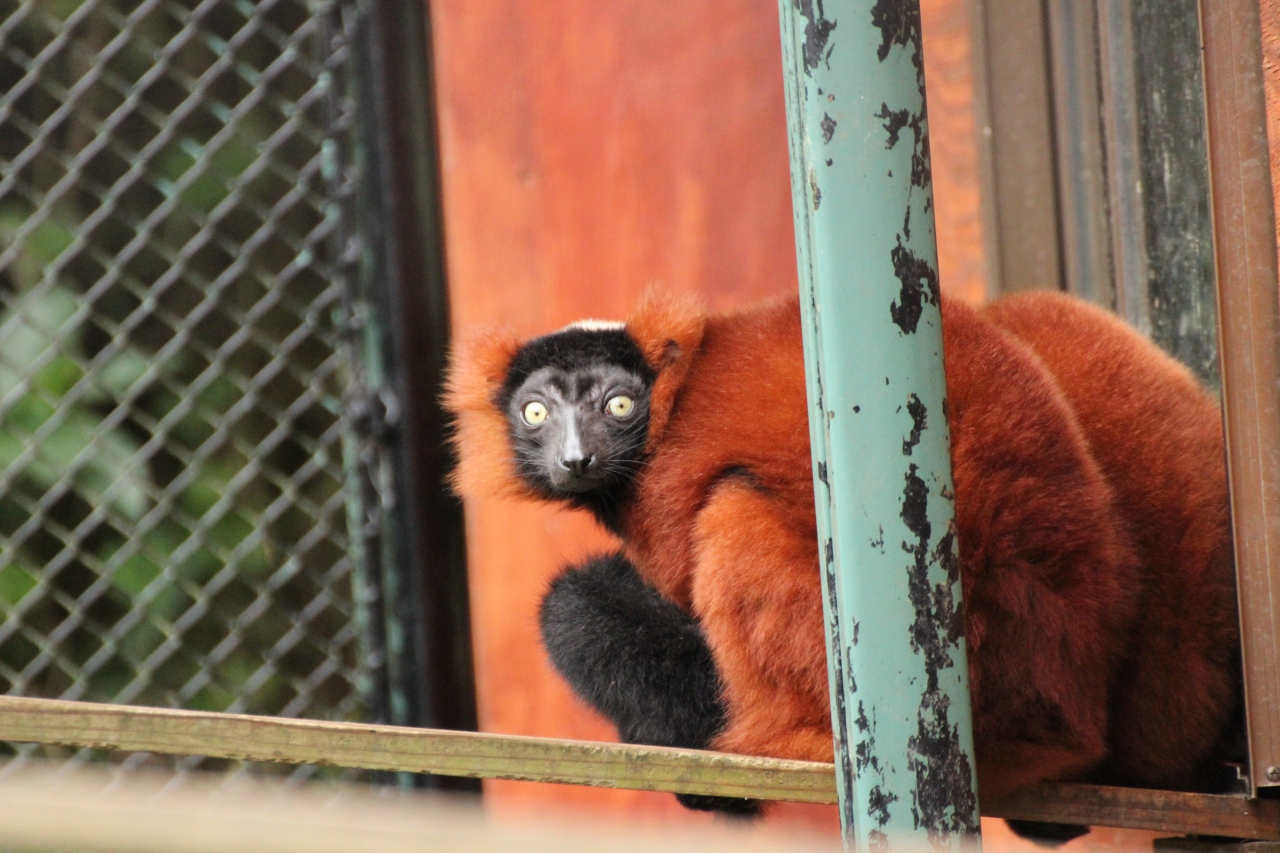 秋のレッサーパンダ詣で赤ちゃんに会いに埼玉こども動物自然公園にじっくりと ２ アカエリマキギツネさん 初めまして レッサーパンダ以外の動物 たち 東松山 埼玉県 の旅行記 ブログ By まみさん フォートラベル