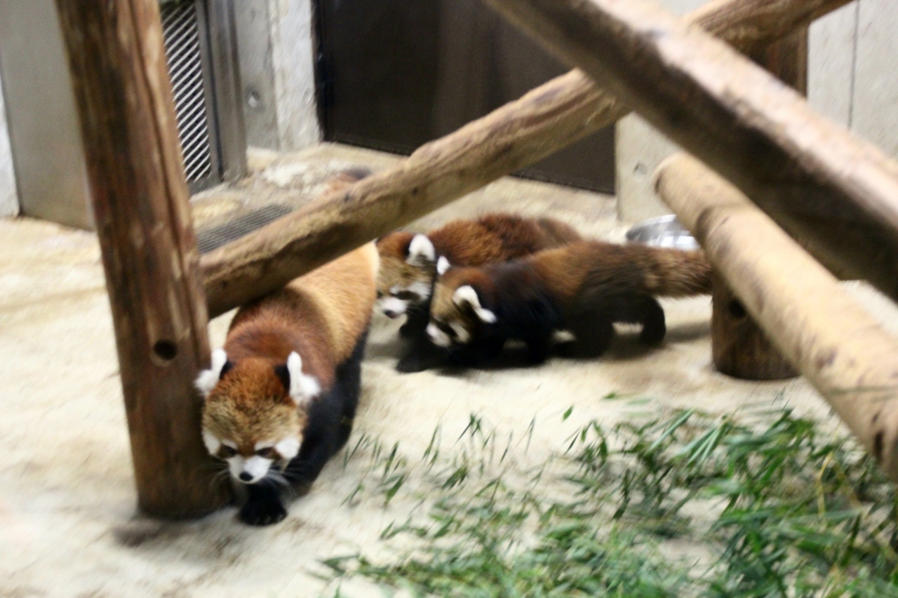 秋のレッサーパンダ詣で赤ちゃんに会いに埼玉こども動物自然公園にじっくりと ４ すっかりお母さんしてたリリィちゃんと赤ちゃんズ 可愛い義理のおじさんのミンミン 東松山 埼玉県 の旅行記 ブログ By まみさん フォートラベル