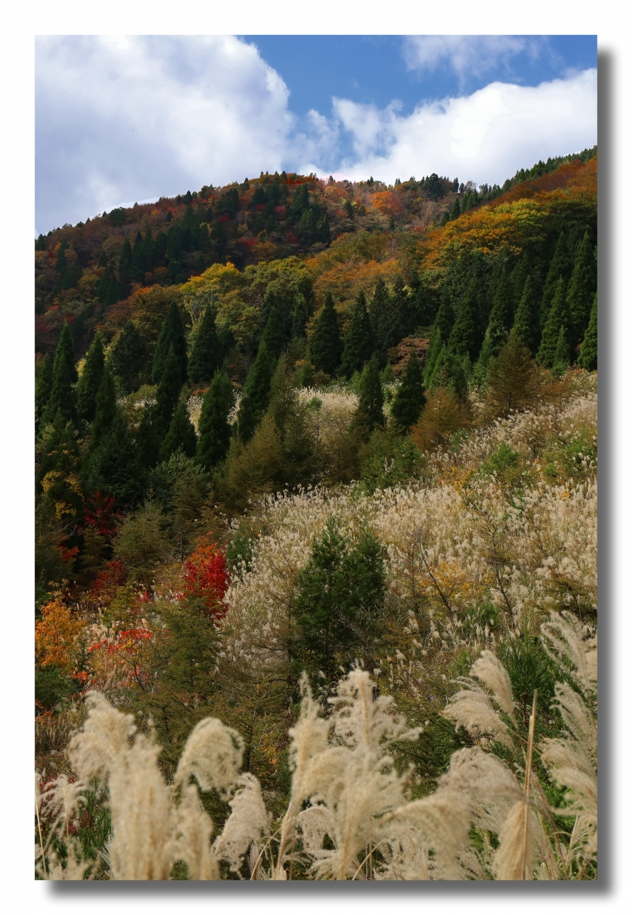 Solitary Journey 1281 秋の風景を楽しむ 西中国山地が色づき始めました 恐羅漢山 の草紅葉 くさもみじ 広島県安芸太田町 三段峡 安芸太田 北広島 広島県 の旅行記 ブログ By Mechagodzilla 703さん フォートラベル