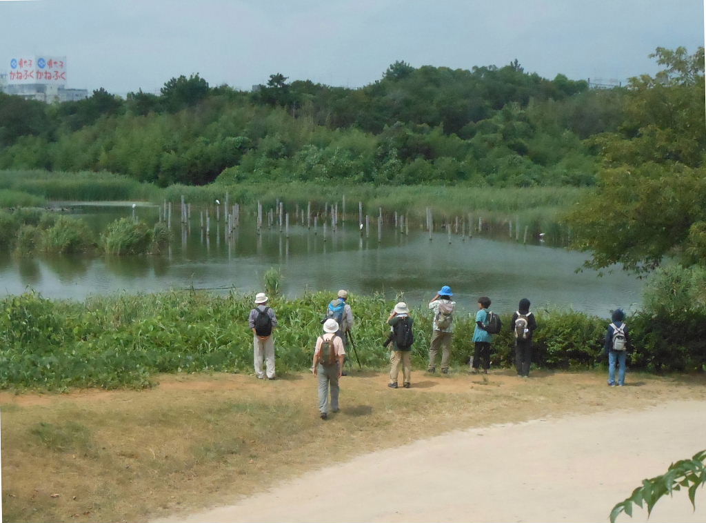 葛西臨海公園でバードウォッチング 13 2 葛西 東京 の旅行記 ブログ By 潮来メジロさん フォートラベル