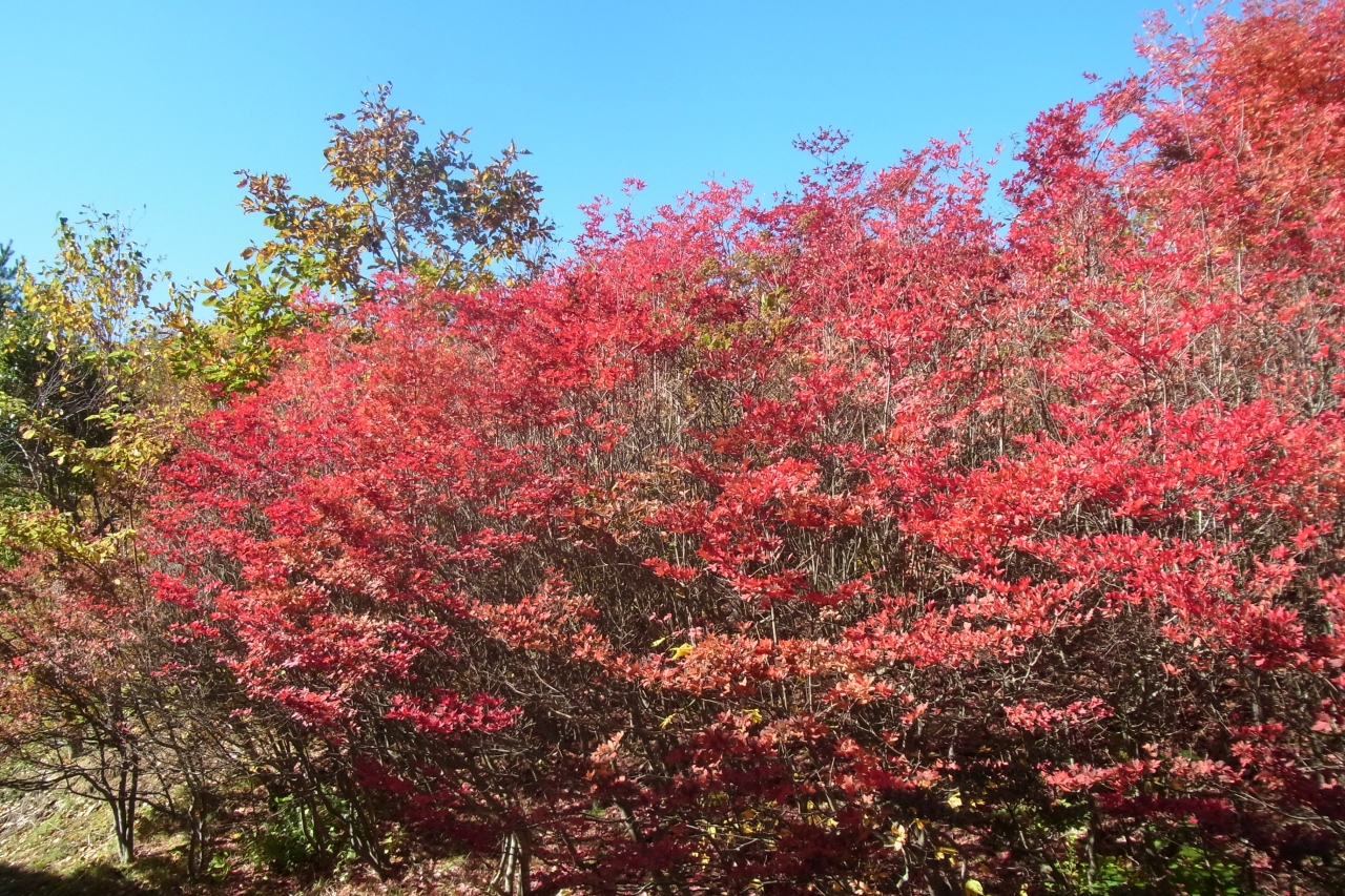 愛知の紅葉一番のり 茶臼山高原の紅葉とりんご狩り 13 10 香嵐渓 白鷺温泉 笹戸温泉 愛知県 の旅行記 ブログ By きーぽーさん フォートラベル