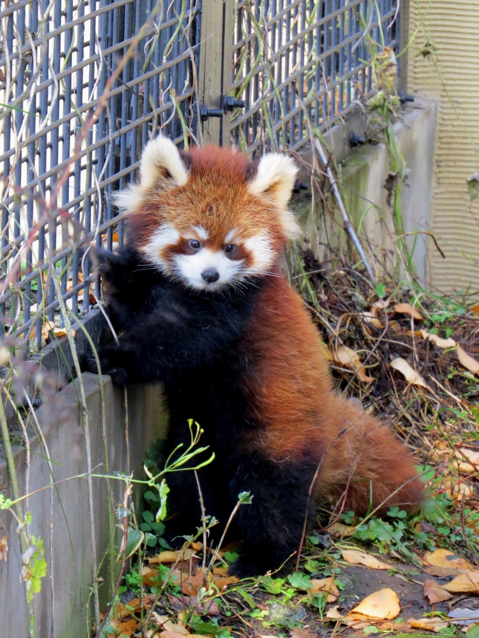 晩秋のレッサーパンダ紀行 ２ 旭山動物園 娘の名は栄栄 ロンロン ちゃん 栃お母さん 本当に頑張ってくれました 旭川 北海道 の旅行記 ブログ By Jilllucaさん フォートラベル
