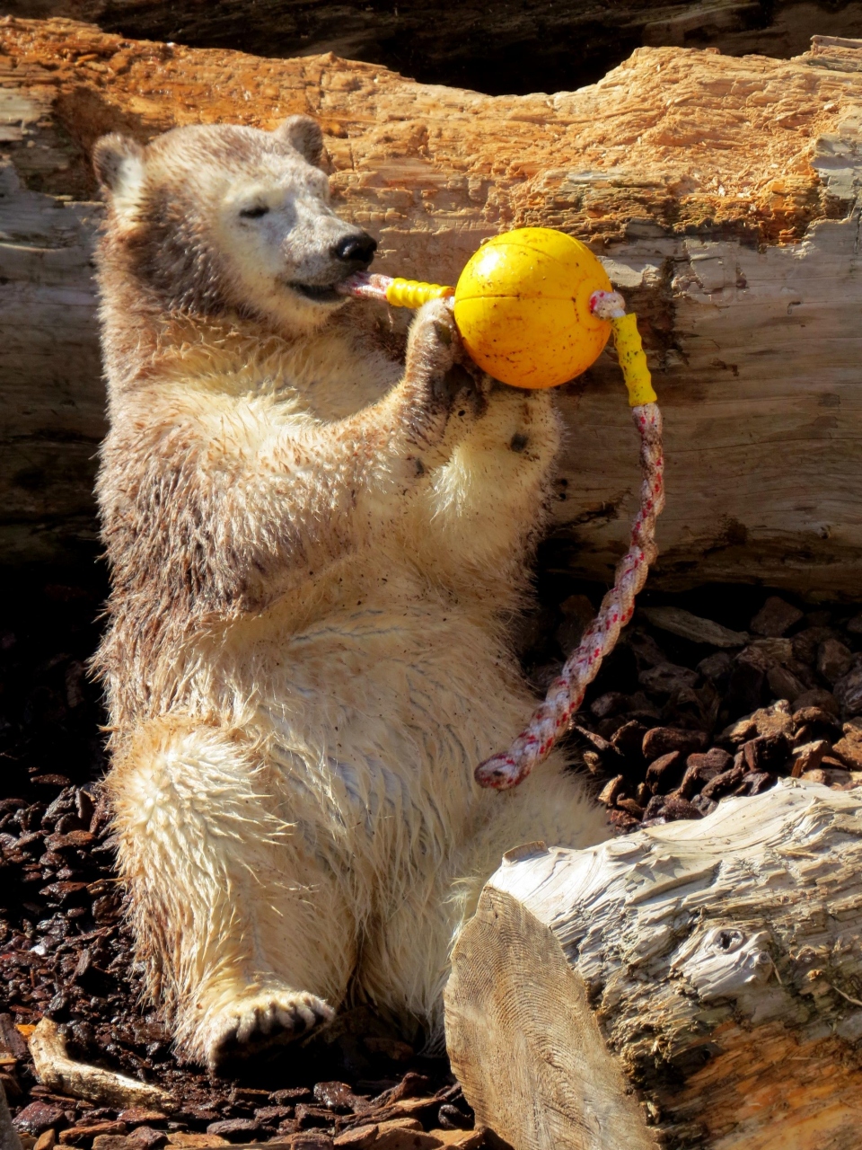 秋田ホッキョクグマ紀行 男鹿水族館gao 茶熊 ミルク姫 可愛く やんちゃに たくましく成長中 男鹿 秋田県 の旅行記 ブログ By Jilllucaさん フォートラベル 秋田ホッキョクグマ紀行 男鹿水族館gao 茶熊 ミルク姫 可愛く やんちゃに たくましく成長中 男鹿 秋田県 の旅行記 ブログ By Jilllucaさん フォートラベル