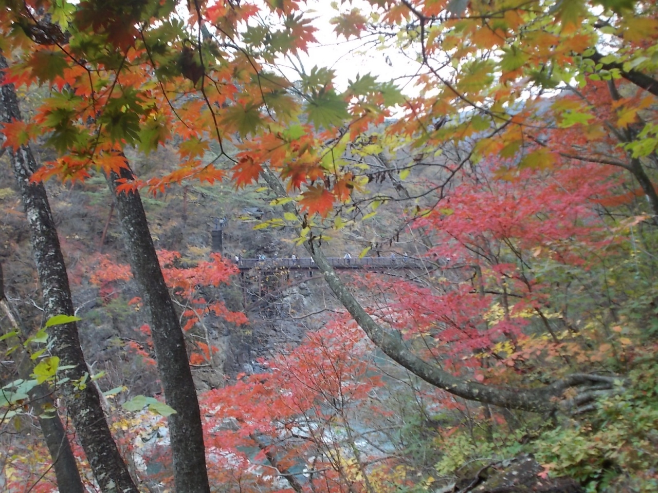 紅葉の白岩半島と龍王峡ハイキング