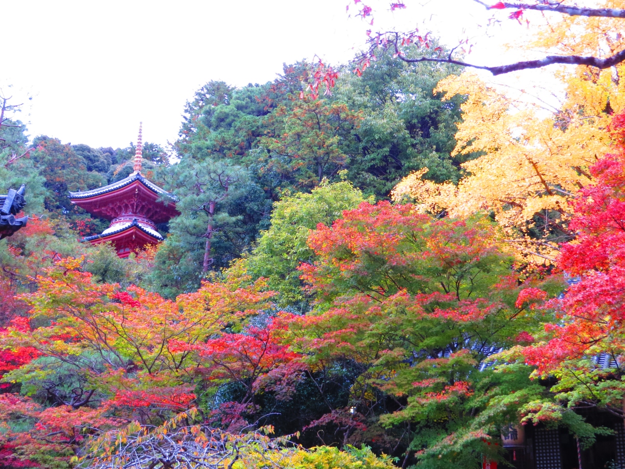 西国霊場めぐり 今熊野観音寺と紅葉 東山 祇園 北白川 京都 の旅行記 ブログ By 十三の白髭さん フォートラベル