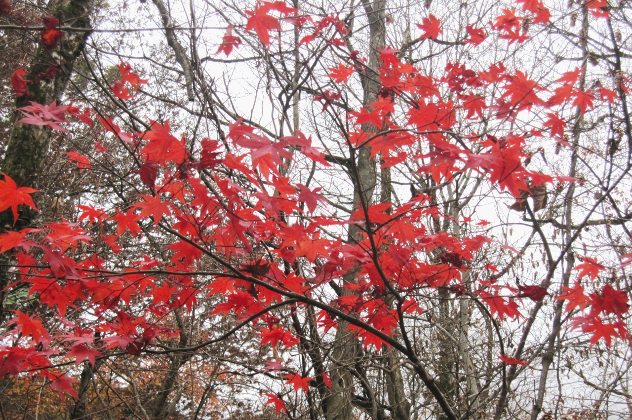 2011秋、韓国旅行記24(11)大邱、伽耶山海印寺、海印寺聖宝博物館、慈雲大律師碑、元景王師碑