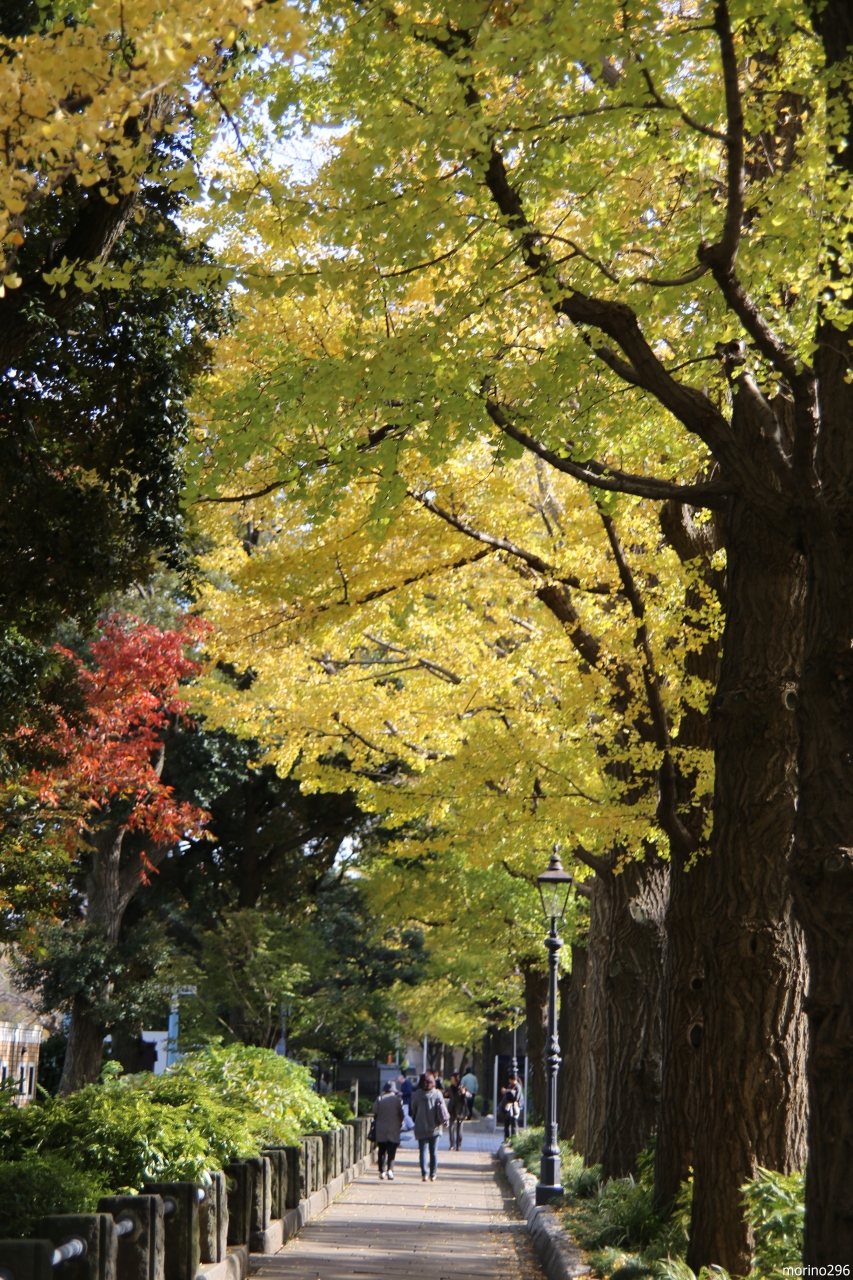 山下公園通りのイチョウ並木が色づきました 横浜 神奈川県 の旅行記 ブログ By Morino296さん フォートラベル 山下公園通りのイチョウ並木が色づきました 横浜 神奈川県 の旅行記 ブログ By Morino296さん フォートラベル