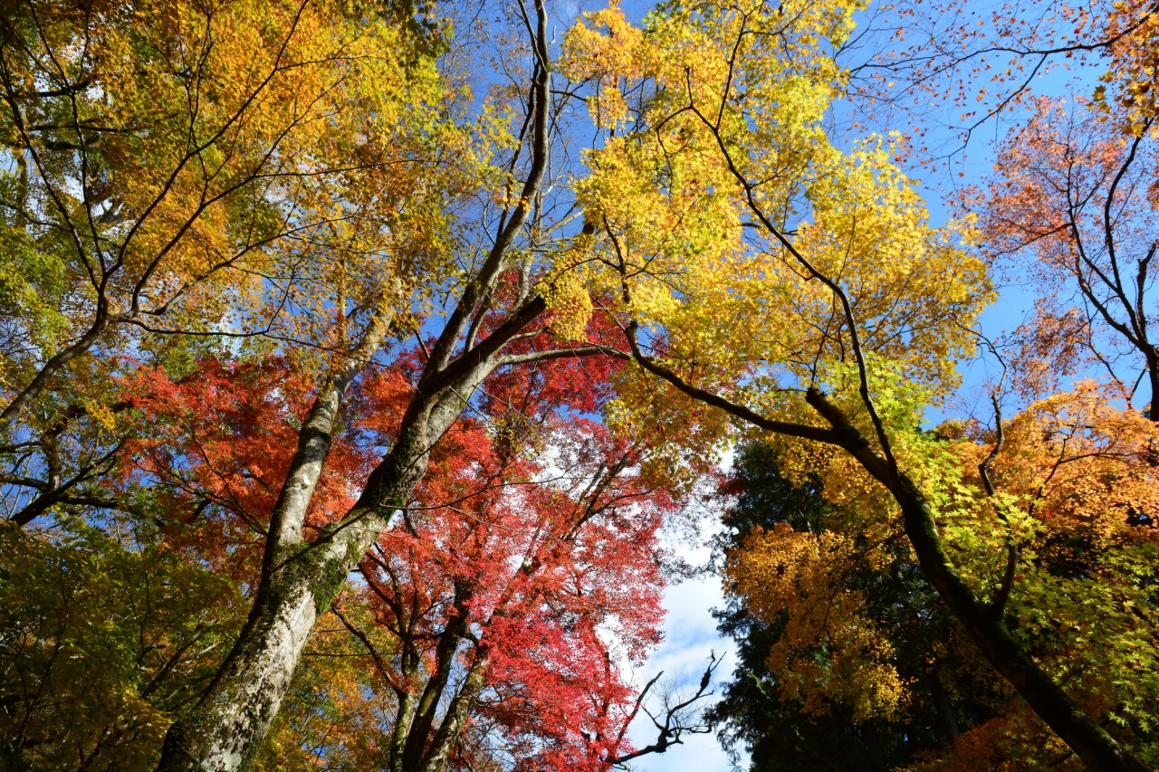 2013年11月16日 箱根仙石原の長安寺 紅葉は見ごろを迎えています 仙石原 神奈川県 の旅行記 ブログ By ふらっとちょっとさん フォートラベル 2013年11月16日 箱根仙石原の長安寺 紅葉は見ごろを迎えています 仙石原 神奈川県 の旅行記 ブログ By ふらっとちょっとさん フォートラベル