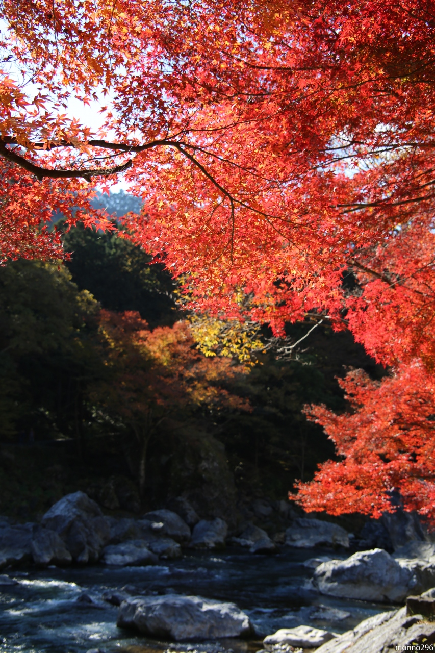 御岳渓谷の紅葉狩り 青梅 東京 の旅行記 ブログ By Morino296さん フォートラベル 御岳渓谷の紅葉狩り 青梅 東京 の旅行記 ブログ By Morino296さん フォートラベル