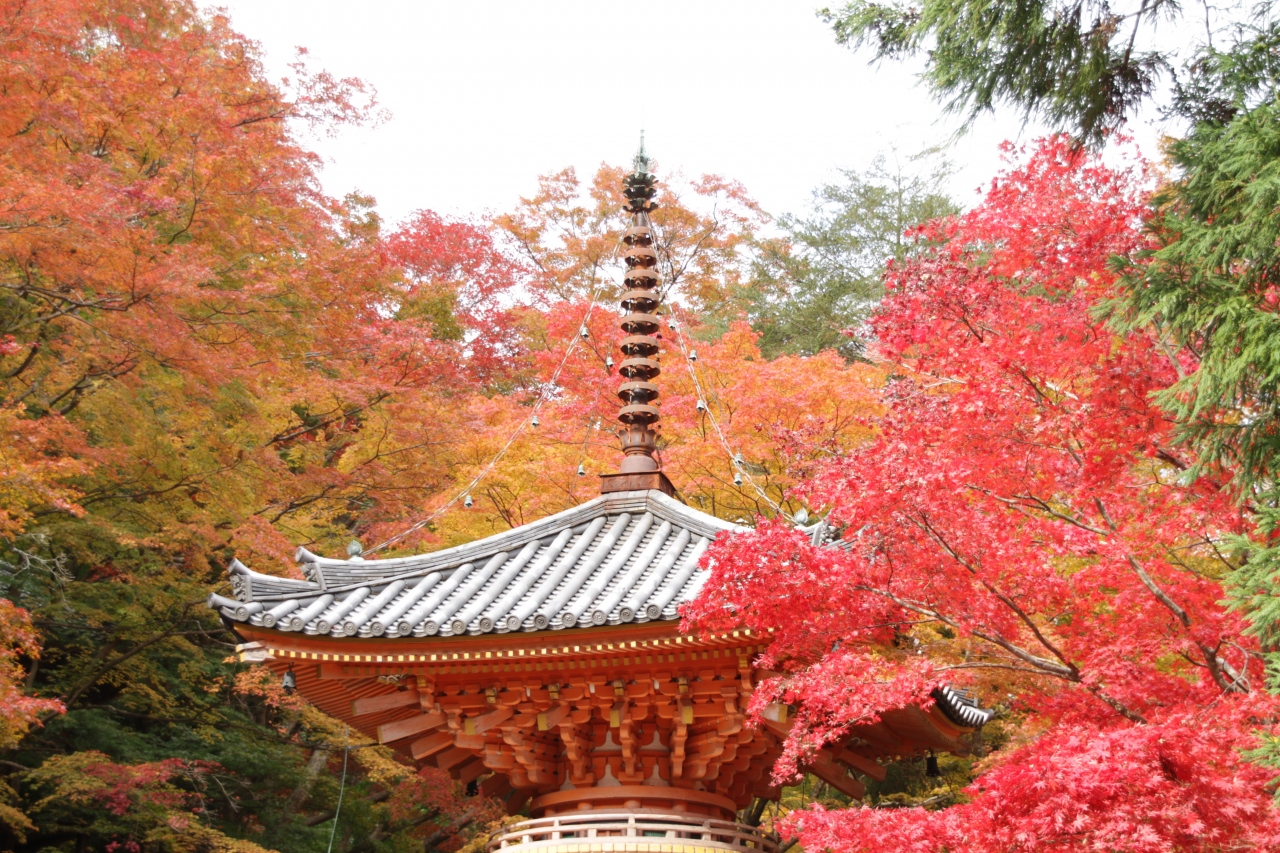 大阪 岸和田 牛滝山 大威徳寺の紅葉を訪ねて 岸和田 貝塚 大阪 の旅行記 ブログ By ポーラスターさん フォートラベル 大阪 岸和田 牛滝山 大威徳寺の紅葉を訪ねて 岸和田 貝塚 大阪 の旅行記 ブログ By ポーラスターさん フォートラベル