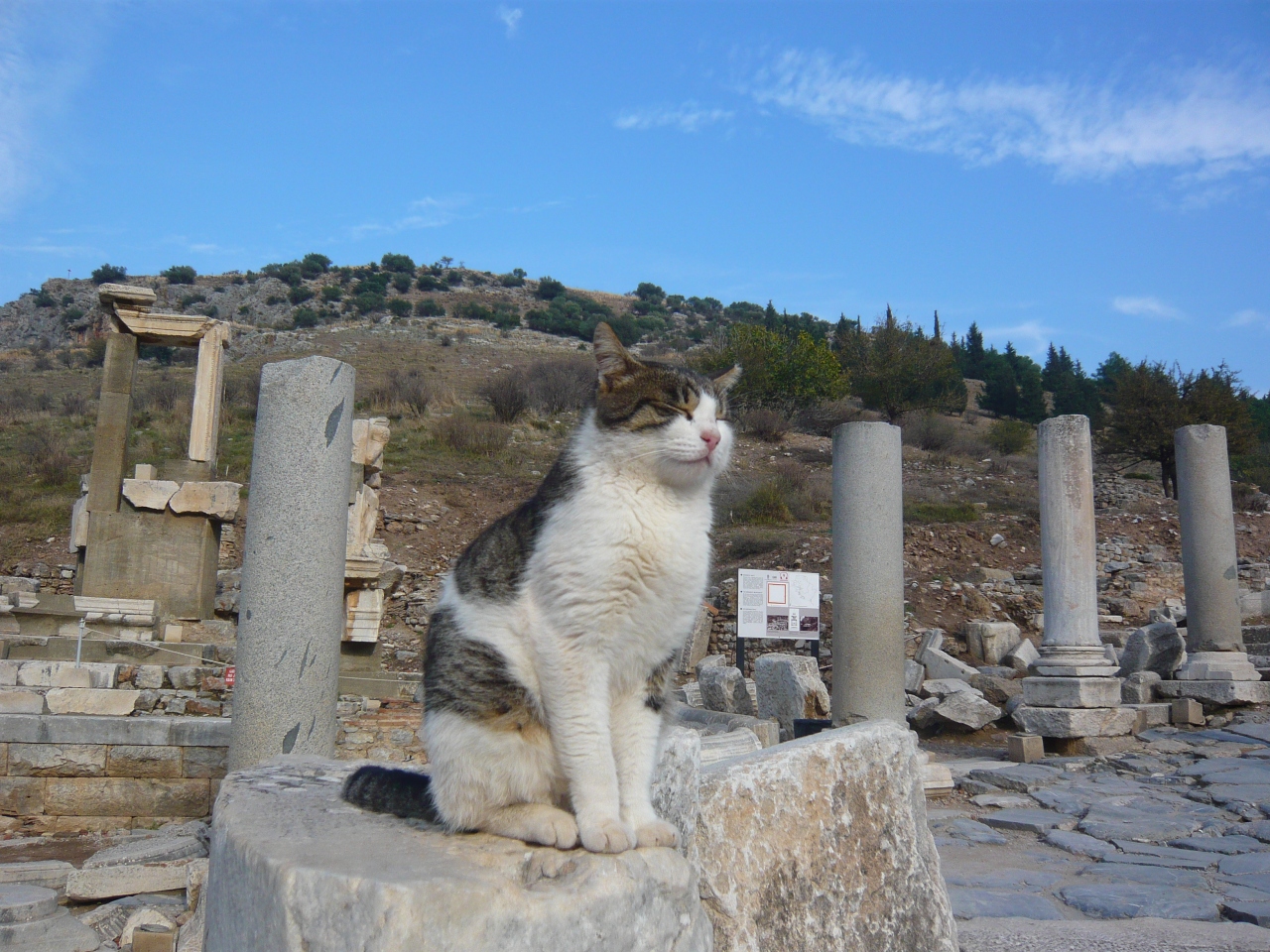 猫ときどきトルコ パムッカレ エフェソス エイドレミット編 エフェス遺跡周辺 トルコ の旅行記 ブログ By Pokkeさん フォートラベル