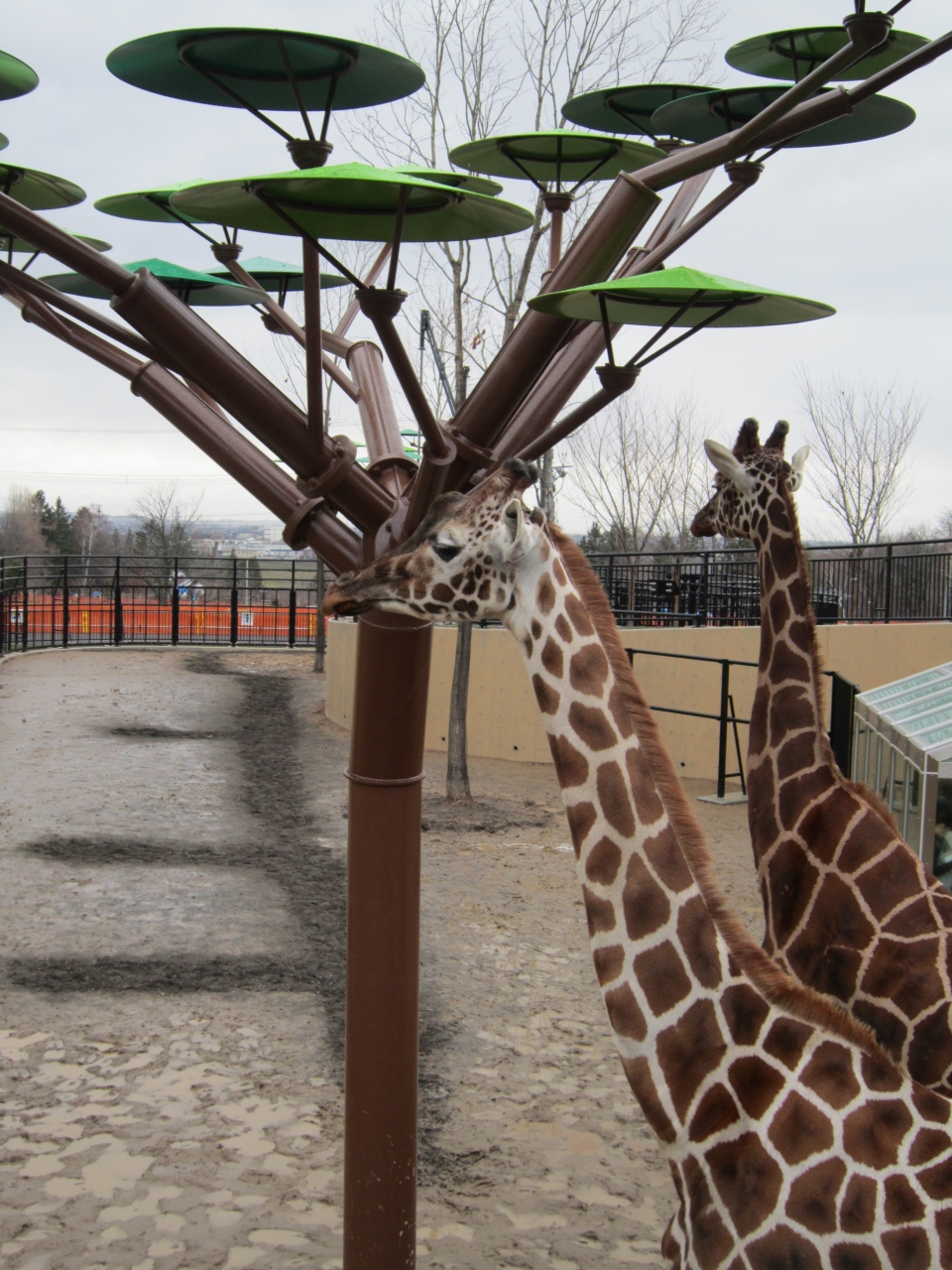 旭山動物園 今度は空飛ぶカバ きりん舎 かば館オープンだよ 旭川 北海道 の旅行記 ブログ By みほさん フォートラベル