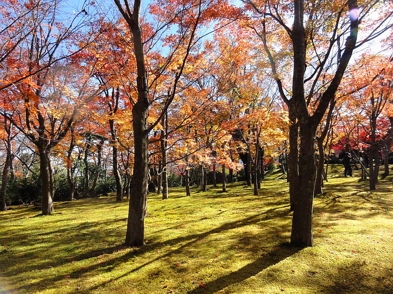 箱根で愛でる紅葉 箱根美術館 強羅公園 強羅温泉 神奈川県 の旅行記 ブログ By エトランゼさん フォートラベル