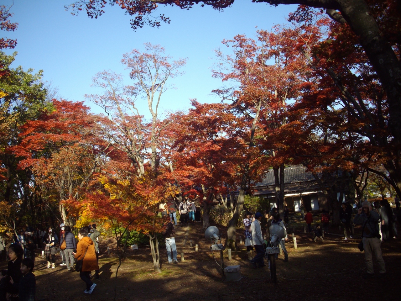 長岡市の紅葉散策 長岡 寺泊 新潟県 の旅行記 ブログ By ゆらのとさん フォートラベル