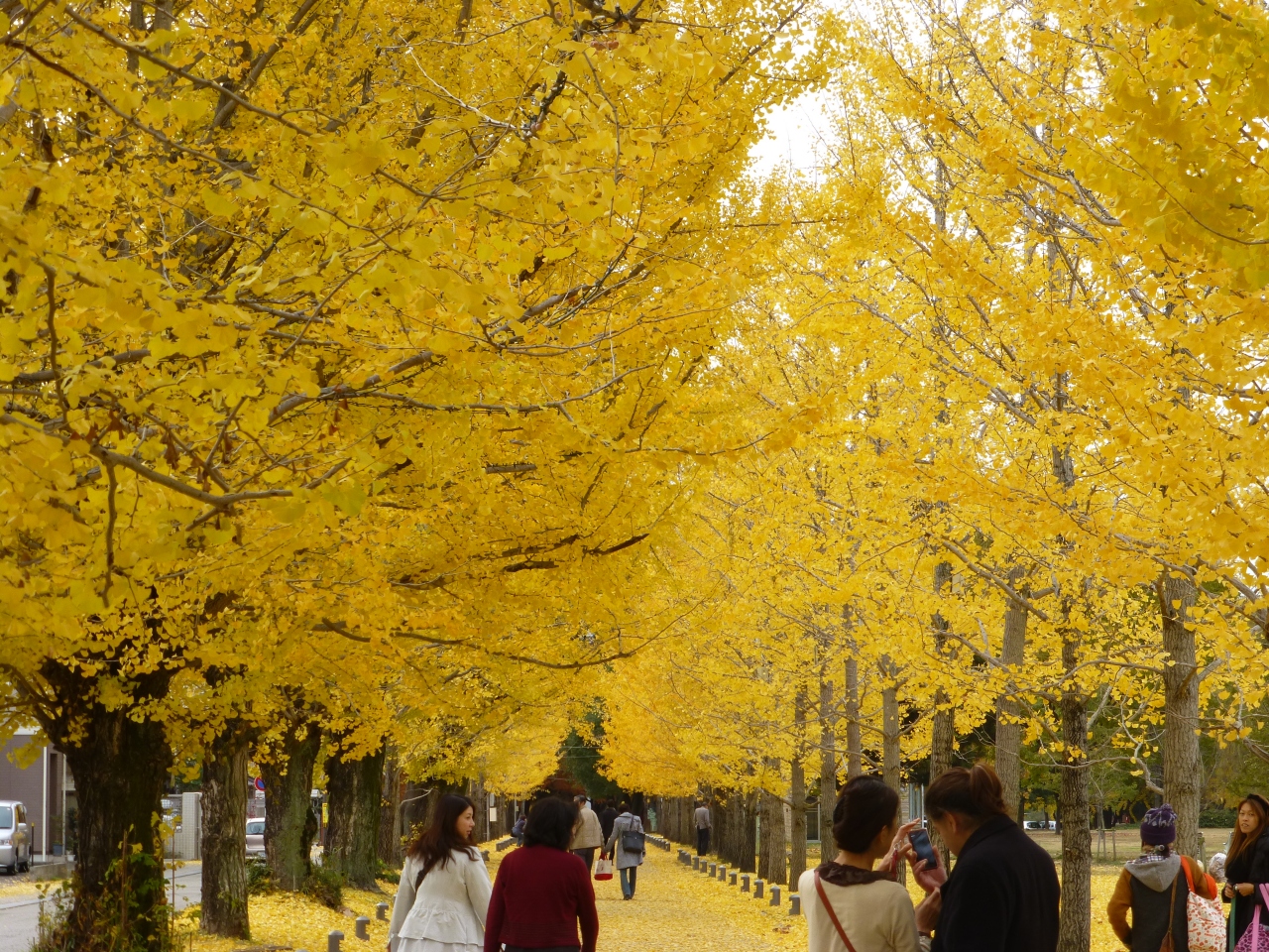 真っ黄色に染まる冬ソナストリート 各務原 岐阜県 の旅行記 ブログ By 咲くや姫さん フォートラベル