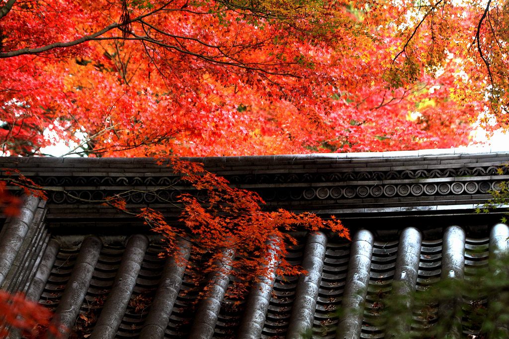 京都 光明寺 圧巻の紅葉と人手 長岡京 向日 京都 の旅行記 ブログ By Bakanekoさん フォートラベル 京都 光明寺 圧巻の紅葉と人手 長岡京 向日 京都 の旅行記 ブログ By Bakanekoさん フォートラベル