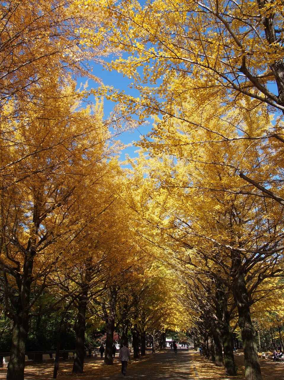 2013紅葉 光が丘公園の紅葉 練馬 東京 の旅行記 ブログ By Gotochanさん フォートラベル 2013紅葉 光が丘公園の紅葉 練馬 東京 の旅行記 ブログ By Gotochanさん フォートラベル