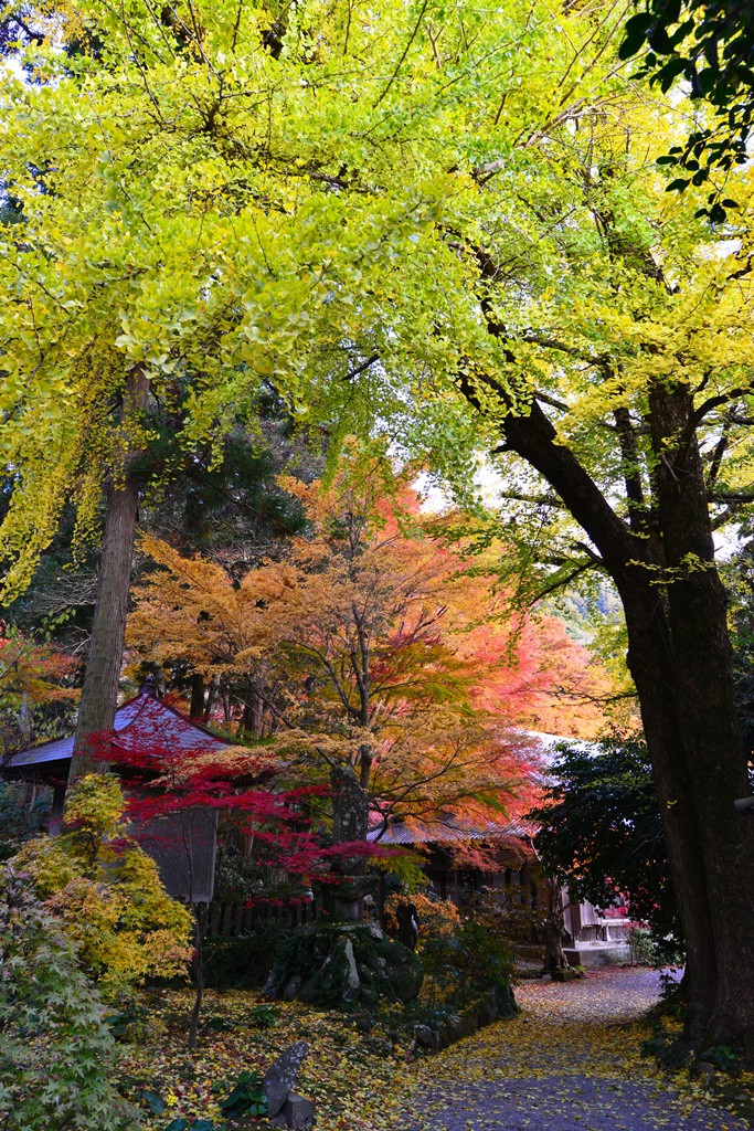 国東半島の紅葉だより 宇佐 豊後高田 大分県 の旅行記 ブログ By 気まぐれなデジカメ館さん フォートラベル
