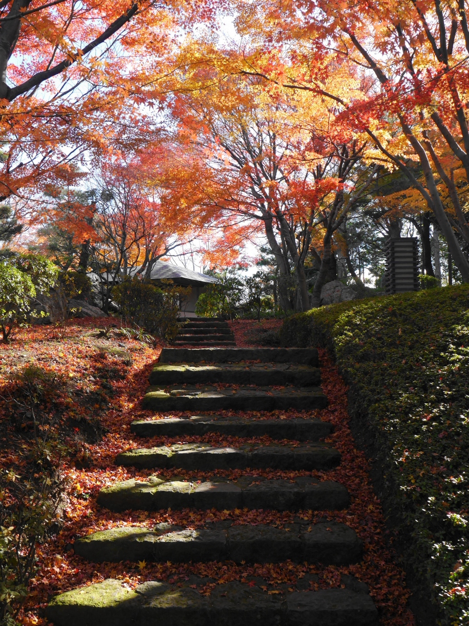 越谷 花田苑 紅葉の朝 こしがや産業フェスタ 13 11 30 越谷 埼玉県 の旅行記 ブログ By 杏仁豆腐さん フォートラベル