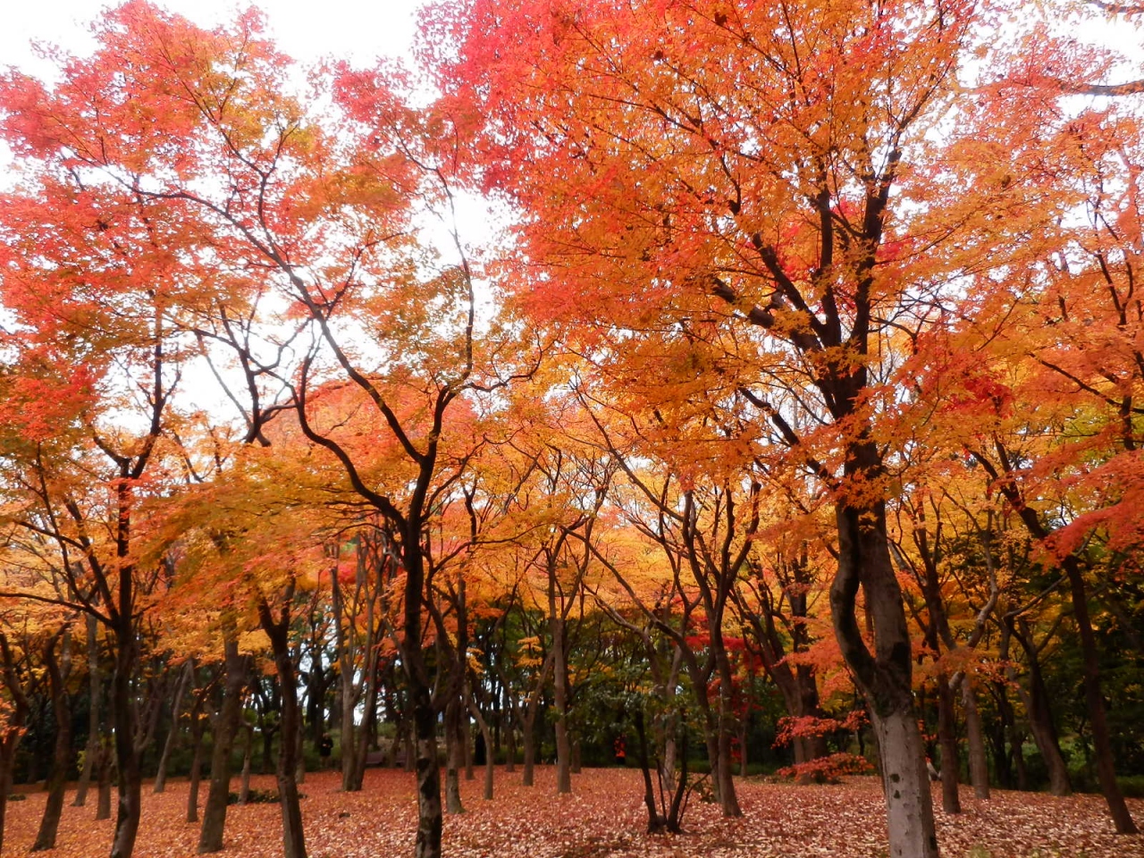 東京２０１２紅葉 ２ 靖国神社 北の丸公園 神田 神保町 東京 の旅行記 ブログ By アイガーさん フォートラベル