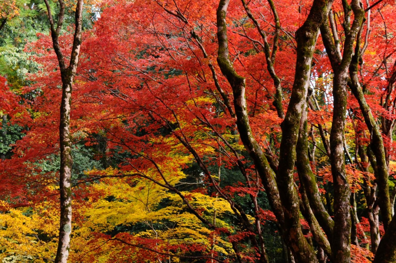 湖国で紅葉三昧 １ 湖北の紅葉の名所 鶏足寺 木之本 余呉 滋賀県 の旅行記 ブログ By 旅猫さん フォートラベル