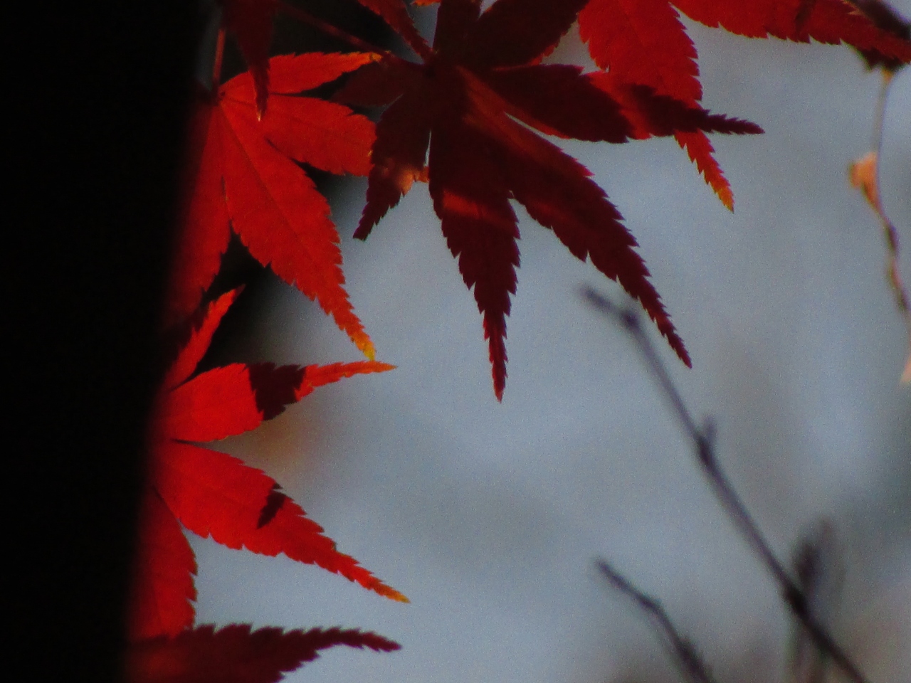 12月の紅葉 高幡不動尊 日野 昭島 東京 の旅行記 ブログ By コクリコさん フォートラベル