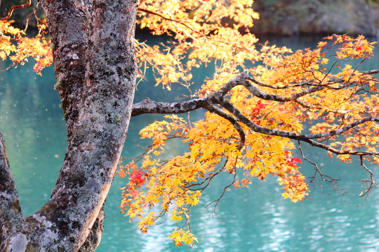 福島 仙台の紅葉を求めて 毘沙門沼 星野リゾート裏磐梯 磐梯山ゴールドライン 磊々峡編 裏磐梯 猫魔 福島県 の旅行記 ブログ By ターちゃんさん フォートラベル
