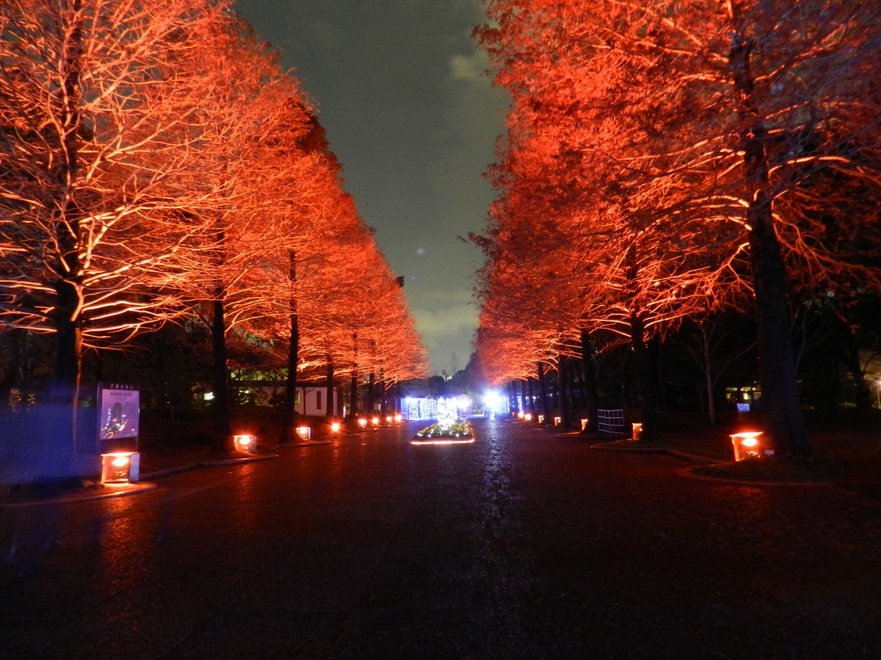 イルミネーション穴場スポット 長居植物園ガーデンイルミネーション 花と光のファンタジー12 住吉 平野 大阪 の旅行記 ブログ By Joecoolさん フォートラベル