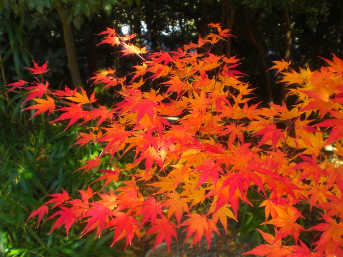 光明寺紅葉狩り ビール工場見学 長岡京 向日 京都 の旅行記 ブログ By 圭さん フォートラベル