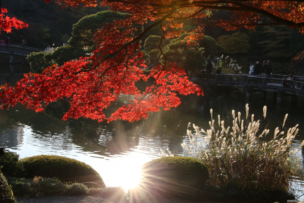 紅葉と桜が一緒に楽しめる新宿御苑 新宿 東京 の旅行記 ブログ By Morino296さん フォートラベル 紅葉と桜が一緒に楽しめる新宿御苑 新宿 東京 の旅行記 ブログ By Morino296さん フォートラベル