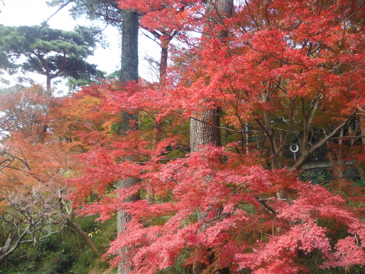 網代ひもの祭りとみかん狩りと熱海梅園の紅葉からの温泉 熱海 静岡県 の旅行記 ブログ By Kanpai Hideさん フォートラベル