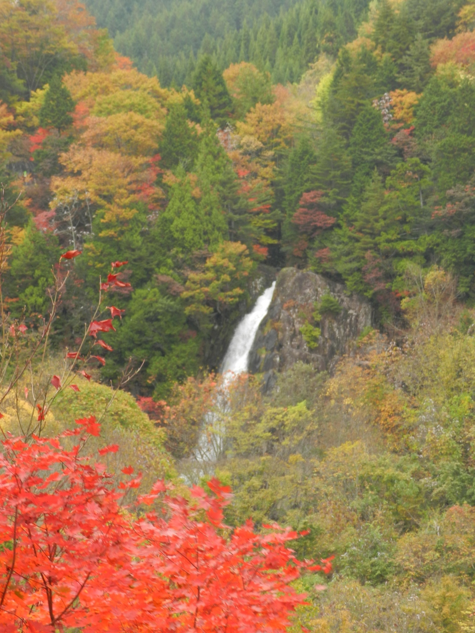 紅葉の せせらぎ街道 大倉滝 帰路 岐阜県でプチオフ会 その６ 最終章 飛騨高山 古川 岐阜県 の旅行記 ブログ By Joecoolさん フォートラベル