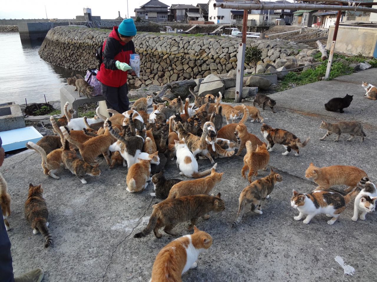瀬戸内のネコの島 愛媛 青島で猫にまみれてきました Vol １ アプローチ編 愛媛県の旅行記 ブログ By Kasuzouさん フォートラベル
