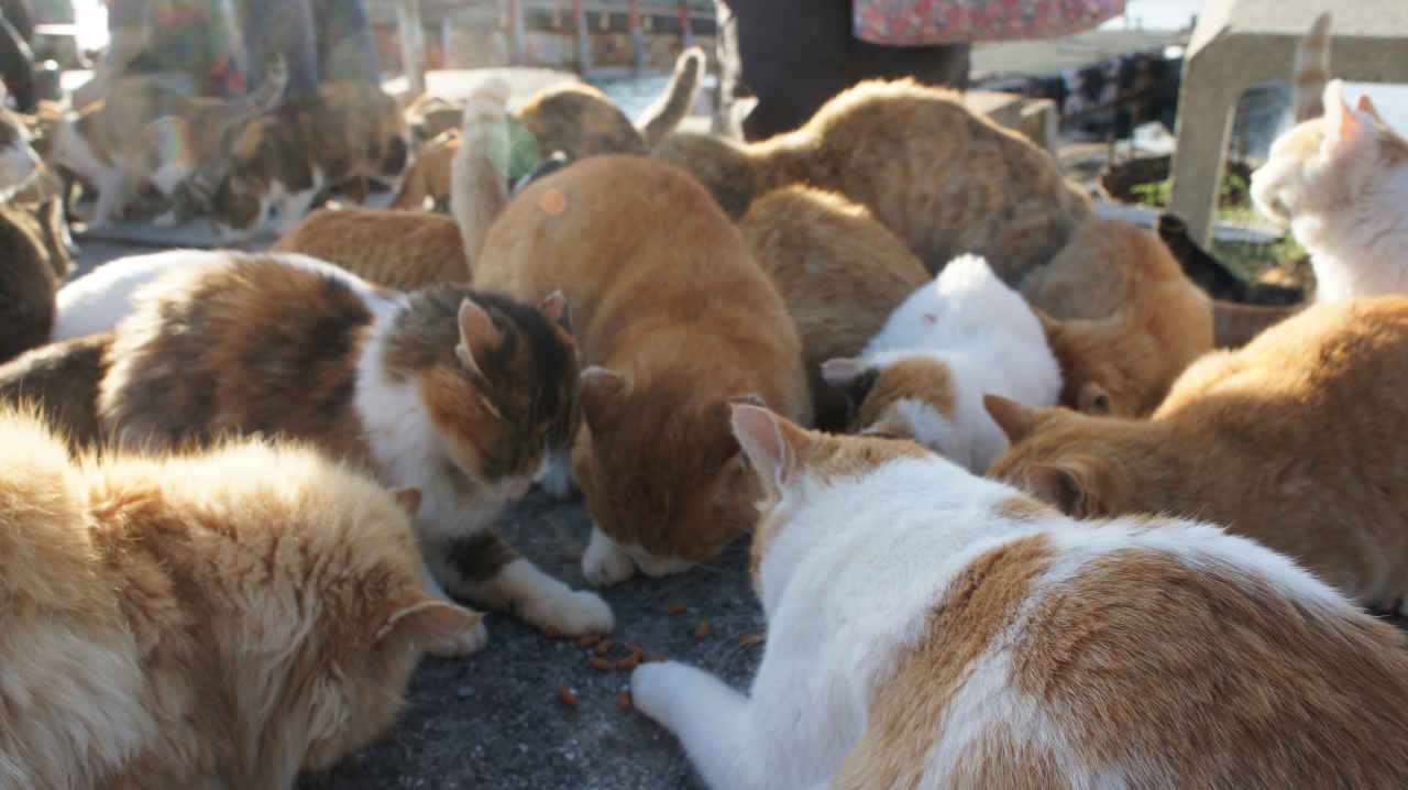 瀬戸内のネコの島 愛媛 青島で猫にまみれてきました Vol 2 ネコの楽園編 愛媛県の旅行記 ブログ By Kasuzouさん フォートラベル 瀬戸内のネコの島 愛媛 青島で猫にまみれてきました Vol 2 ネコの楽園編 愛媛県の旅行記 ブログ By Kasuzouさん フォートラベル
